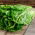 Lattuga romana - Blonde Maraichere - 800 semi - Lactuca sativa L. var. longifolia