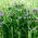 Semená Spiderwort - Tradescantia x andersoniana - 56 semien