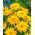 Girasol falso, semillas de sol de verano - Heliopsis scabra - 100 semillas