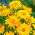 Girasol falso, semillas de sol de verano - Heliopsis scabra - 100 semillas