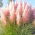 Pink Pampas græs - grundstamme