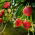 Fragola da giardino - Rainbow Treasure F1 - 5 semi - Fragaria ×ananassa