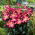 Lily 'Empoli'