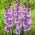 Gladiolen "Flevo Nautica" - 5 stks - 