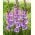 Gladiolen "Flevo Nautica" - 5 stks - 