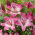 Lily "Palena"