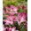 Lily "Palena"