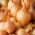 Bawang Spring "Wolska" - 0,5 kg; bawang hijau - 