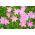 Zephyranthes Rosea, Cuban zephyrlily, Rosy Rain Lily - 10 bulbs
