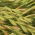 Hybrid ryegrass 2N "Grasslands Manawa" - 5 kg - 