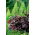 Heuchera diversifolia - Purple Palace