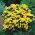 Matrem - Goldball - Chrysanthemum parthenium - Gyldne kugler af solskin - Friske frø