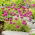 Gazon d'Espagne - Rose - Armeria maritima - Grappes roses délicates, idéales pour les bordures - Graines fraîches
