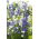 Fagerklokke - 1800 frø - Campanula persicifolia