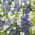 Fagerklokke - 1800 frø - Campanula persicifolia