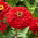 Ostálka lepá - Scarlet Flame - Zinnia elegans - Ohnivé odstíny, dlouhotrvající krása - Čerstvá semena