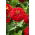 Ostálka lepá - Scarlet Flame - Zinnia elegans - Ohnivé odstíny, dlouhotrvající krása - Čerstvá semena