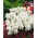 Wild Candytuft - Iberis amara - Quick-Growing Beauty, Ideal for Rock Gardens - Fresh Seeds