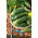 Cucumber - Othello F1 - Super Early Harvest, Ideal for Pickling - Fresh Seeds