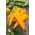 Sweet Pepper - Ornela - Sweet Yellow, Elongated Horns, Versatile Use - Fresh Seeds