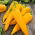 Peperone - Ornela - Giallo dolce, frutti allungati, versatile in cucina - Semi Freschi