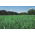Jaarlijks (Westerwold) raaigras 2N "Mowestra" - 10 kg - 
