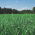 Jaarlijks (Westerwold) raaigras 2N "Mowestra" - 10 kg - 