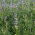 Lupin manis "Sonet" - 1 kg; lupin berdaun sempit, lupin berdaun sempit, lupin biru - 