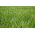 Festuca roja "Areta" - 5 kg; festuca roja rastrera - 