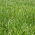 Festuca roja "Areta" - 5 kg; festuca roja rastrera - 