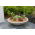 Matala kulho, ruukku matalakasvuisille kasveille "Varese Low Bowl" - 60 cm - harmaa - 