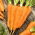 Carrot - Flakkese 2 - Late, Storage-Ready Variety - Fresh Seeds