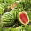 Watermelon - Crimson Sweet - Sweet, Juicy Flesh - Heavy Fruits, Up to 7 kg - Fresh Seeds