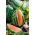 แตงโม "Orangeglo" - หลากหลายสีส้ม - Citrullus lanatus - เมล็ด