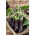 Aubergine - Avan F1 - Solanum melongena - frön