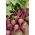 Punajuurikas - Moulin Rouge - Beta vulgaris - siemenet