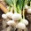 Onion "Wolf" - wintering variety