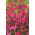 Heide-Nelke Flashing Light - Dianthus deltodies - 330 Samen