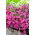 Tűzoltó, Cheddar Rózsaszín magok - Dianthus gratianopolitanus - 120 mag - Dianthus gratianopolitanus syn. D. caesius.