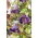 Glockenrebe Blaue - Cobaea scandens - 7 Samen