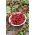 Leafy Goosefoot frø - Chenopodium foliosum - 120 frø