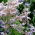 Gurkört - biväxt - Borago officinalis - 100 g - Mångsidig växt med stjärnformade blommor för mat och honung - Färska frön