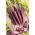 Carote - Deep purple - 425 semi - Daucus carota ssp. sativus