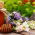 Campuran tumbuhan liar - 250 g - 