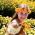 Feliz jardin - Botón de oro - 216 semillas - Calendula officinalis