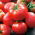Tomato "Bruno F1" - nicely coloured, Baron-type variety for greenhouse cultivation