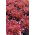Eichenlaubsalat Redin Samen - Lactuta sativa - 900 Samen - 