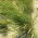 Festuca rossa stolonifera Rossinante - 5 kg - 