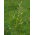 Festuca de la pradera Arita - 5 kg - 