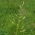 Festuca de la pradera Arita - 5 kg - 